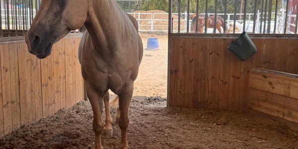 שבועות בכפר הנוער כפר גלים